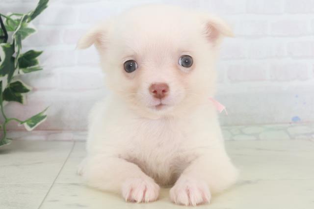 長崎県のチワワ(ロング) (Coo&RIKU長崎浜町店/2025年9月29日生まれ/女の子/ホワイトクリーム)の子犬の1枚目の画像