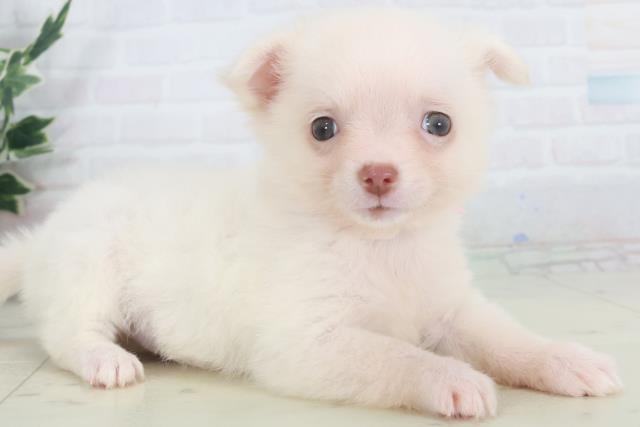 長崎県のチワワ(ロング) (Coo&RIKU長崎浜町店/2025年9月29日生まれ/女の子/ホワイトクリーム)の子犬の2枚目の画像