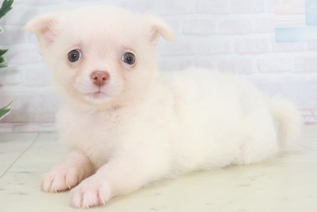 長崎県のチワワ(ロング) (Coo&RIKU長崎浜町店/2025年9月29日生まれ/女の子/ホワイトクリーム)の子犬の3枚目の画像