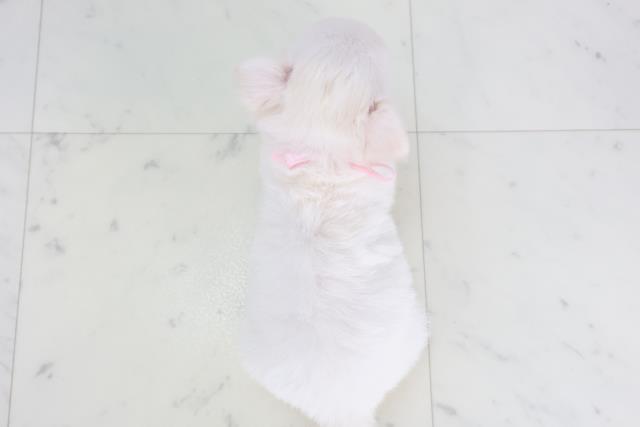 長崎県のチワワ(ロング) (Coo&RIKU長崎浜町店/2025年9月29日生まれ/女の子/ホワイトクリーム)の子犬の4枚目の画像