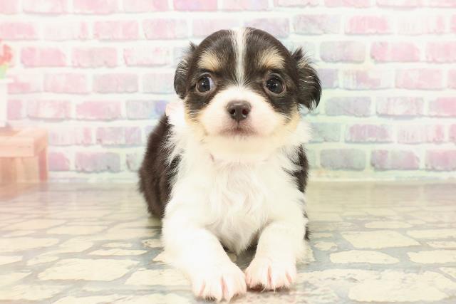 東京都のチワワ(ロング) (Coo&RIKU新小岩店/2025年9月30日生まれ/女の子/ブラックタンホワイト)の子犬の1枚目の画像