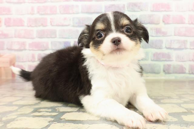 東京都のチワワ(ロング) (Coo&RIKU新小岩店/2025年9月30日生まれ/女の子/ブラックタンホワイト)の子犬の3枚目の画像