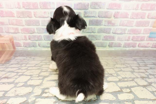 東京都のチワワ(ロング) (Coo&RIKU新小岩店/2025年9月30日生まれ/女の子/ブラックタンホワイト)の子犬の4枚目の画像