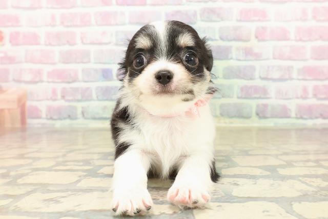 東京都のチワワ(ロング) (Coo&RIKU下北沢店/2025年9月30日生まれ/女の子/ブラックタンホワイト)の子犬の1枚目の画像