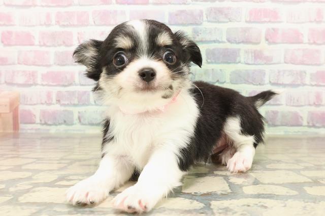 東京都のチワワ(ロング) (Coo&RIKU下北沢店/2025年9月30日生まれ/女の子/ブラックタンホワイト)の子犬の2枚目の画像