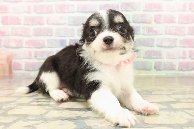 東京都のチワワ(ロング) (Coo&RIKU下北沢店/2025年9月30日生まれ/女の子/ブラックタンホワイト)の子犬の3枚目の画像