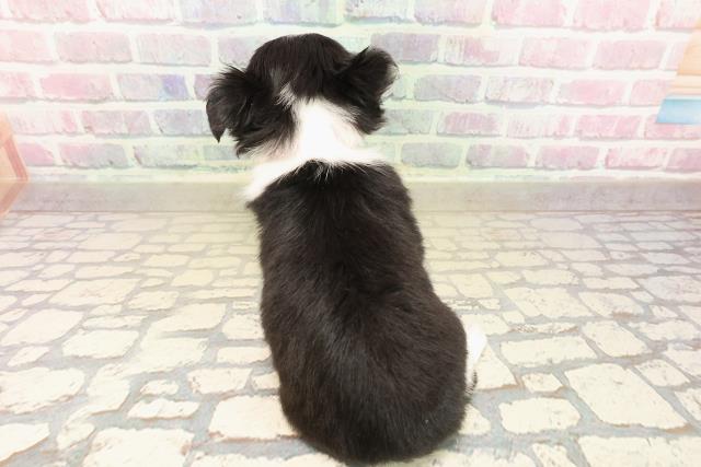 東京都のチワワ(ロング) (Coo&RIKU下北沢店/2025年9月30日生まれ/女の子/ブラックタンホワイト)の子犬の4枚目の画像