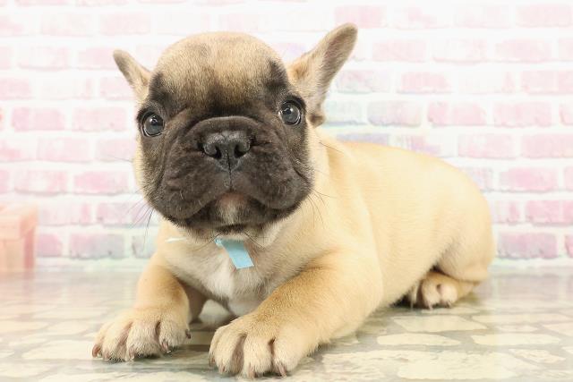 東京都のフレンチブルドッグ (Coo&RIKU武蔵小山店/2025年9月30日生まれ/男の子/フォーンホワイト)の子犬の2枚目の画像