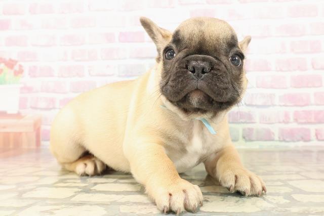 東京都のフレンチブルドッグ (Coo&RIKU武蔵小山店/2025年9月30日生まれ/男の子/フォーンホワイト)の子犬の3枚目の画像