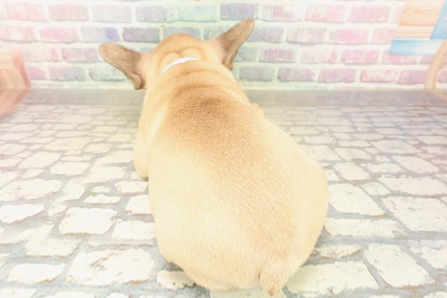 東京都のフレンチブルドッグ (Coo&RIKU武蔵小山店/2025年9月30日生まれ/男の子/フォーンホワイト)の子犬の4枚目の画像