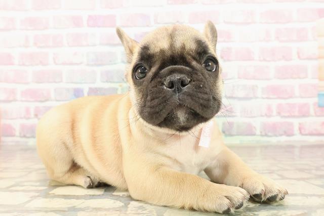 東京都のフレンチブルドッグ (Coo&RIKU池袋西口店/2025年9月30日生まれ/女の子/フォーン)の子犬の3枚目の画像