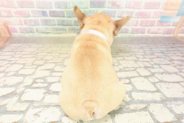 東京都のフレンチブルドッグ (Coo&RIKU池袋西口店/2025年9月30日生まれ/女の子/フォーン)の子犬の4枚目の画像