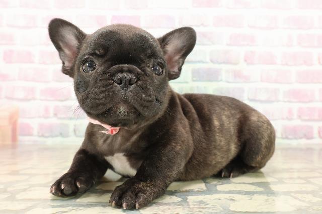 東京都のフレンチブルドッグ (Coo&RIKU赤坂店/2025年9月30日生まれ/女の子/ブリンドルホワイト)の子犬の2枚目の画像