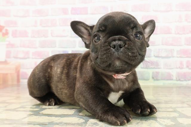 東京都のフレンチブルドッグ (Coo&RIKU赤坂店/2025年9月30日生まれ/女の子/ブリンドルホワイト)の子犬の3枚目の画像