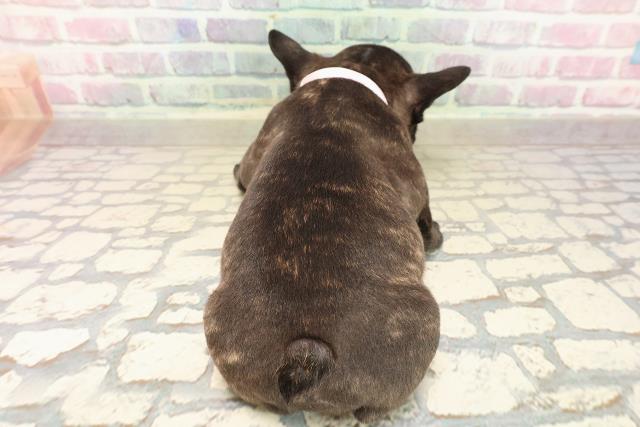 東京都のフレンチブルドッグ (Coo&RIKU赤坂店/2025年9月30日生まれ/女の子/ブリンドルホワイト)の子犬の4枚目の画像