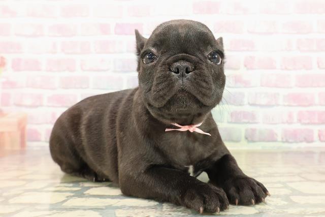 東京都のフレンチブルドッグ (Coo&RIKU三軒茶屋店/2025年9月30日生まれ/女の子/ブリンドルホワイト)の子犬の3枚目の画像