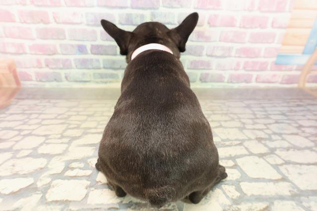 東京都のフレンチブルドッグ (Coo&RIKU三軒茶屋店/2025年9月30日生まれ/女の子/ブリンドルホワイト)の子犬の4枚目の画像