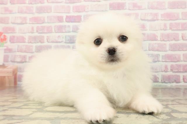 埼玉県のペキポメ/ポメペキ(ペキニーズ×ポメラニアン) (Coo&RIKU所沢店/2025年10月1日生まれ/男の子/ホワイト)の子犬の3枚目の画像