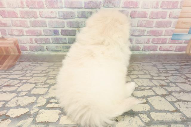 埼玉県のペキポメ/ポメペキ(ペキニーズ×ポメラニアン) (Coo&RIKU所沢店/2025年10月1日生まれ/男の子/ホワイト)の子犬の4枚目の画像