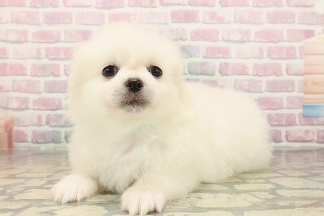 東京都のペキポメ/ポメペキ(ペキニーズ×ポメラニアン) (Coo&RIKU江戸川店/2025年10月1日生まれ/男の子/ホワイト)の子犬の2枚目の画像