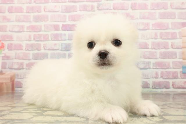 東京都のペキポメ/ポメペキ(ペキニーズ×ポメラニアン) (Coo&RIKU江戸川店/2025年10月1日生まれ/男の子/ホワイト)の子犬の3枚目の画像