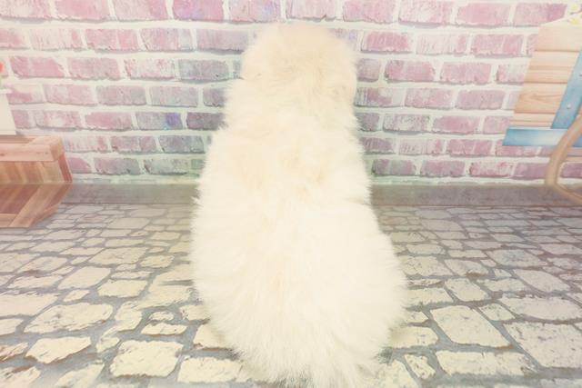 東京都のペキポメ/ポメペキ(ペキニーズ×ポメラニアン) (Coo&RIKU江戸川店/2025年10月1日生まれ/男の子/ホワイト)の子犬の4枚目の画像