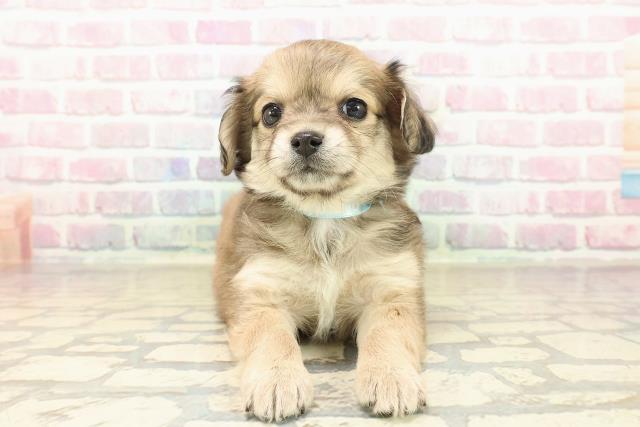 東京都のチワマル/マルチワ(チワワ×マルチーズ) (Coo&RIKU足立本店/2025年9月30日生まれ/男の子/フォーンホワイト)の子犬の1枚目の画像