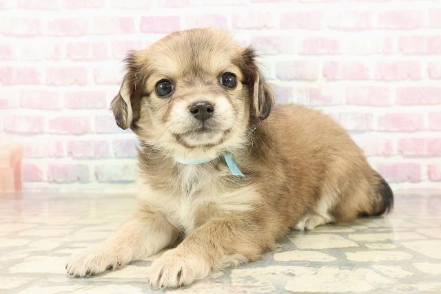 東京都のチワマル/マルチワ(チワワ×マルチーズ) (Coo&RIKU足立本店/2025年9月30日生まれ/男の子/フォーンホワイト)の子犬の2枚目の画像