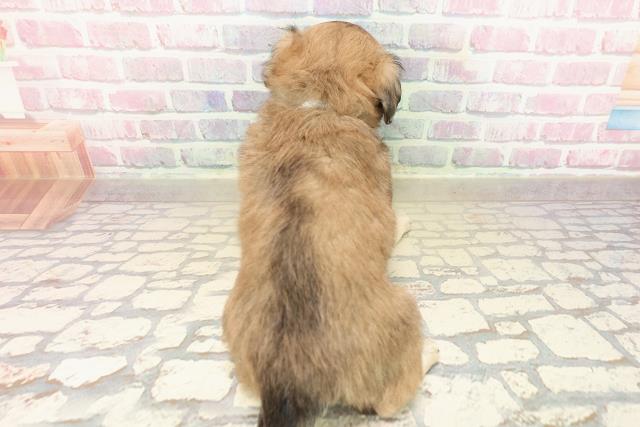 東京都のチワマル/マルチワ(チワワ×マルチーズ) (Coo&RIKU足立本店/2025年9月30日生まれ/男の子/フォーンホワイト)の子犬の4枚目の画像