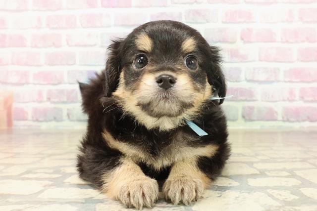 埼玉県のチワマル/マルチワ(チワワ×マルチーズ) (Coo&RIKU春日部店/2025年9月30日生まれ/男の子/ブラックタンホワイト)の子犬の1枚目の画像