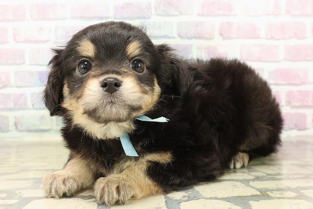 埼玉県のチワマル/マルチワ(チワワ×マルチーズ) (Coo&RIKU春日部店/2025年9月30日生まれ/男の子/ブラックタンホワイト)の子犬の2枚目の画像