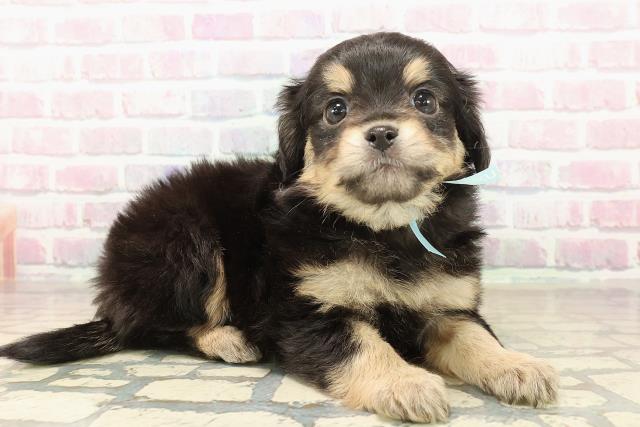 埼玉県のチワマル/マルチワ(チワワ×マルチーズ) (Coo&RIKU春日部店/2025年9月30日生まれ/男の子/ブラックタンホワイト)の子犬の3枚目の画像