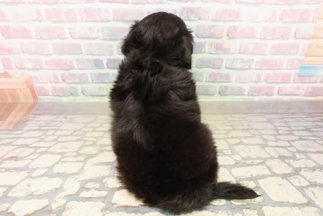 埼玉県のチワマル/マルチワ(チワワ×マルチーズ) (Coo&RIKU春日部店/2025年9月30日生まれ/男の子/ブラックタンホワイト)の子犬の4枚目の画像