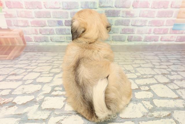 埼玉県のチワマル/マルチワ(チワワ×マルチーズ) (Coo&RIKU川口戸塚店/2025年9月30日生まれ/女の子/フォーンホワイト)の子犬の4枚目の画像