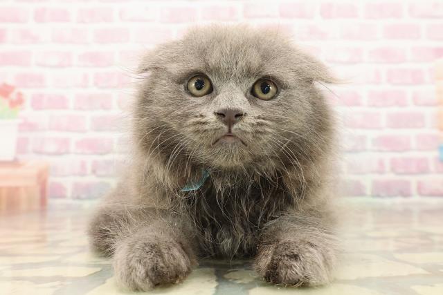 東京都のスコティッシュフォールド (Coo&RIKU武蔵小山店/2025年9月26日生まれ/男の子/ブルー)の子猫の1枚目の画像