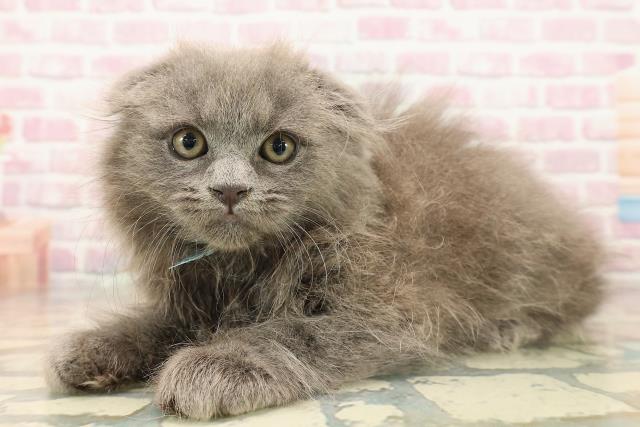 東京都のスコティッシュフォールド (Coo&RIKU武蔵小山店/2025年9月26日生まれ/男の子/ブルー)の子猫の2枚目の画像