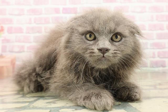 東京都のスコティッシュフォールド (Coo&RIKU武蔵小山店/2025年9月26日生まれ/男の子/ブルー)の子猫の3枚目の画像