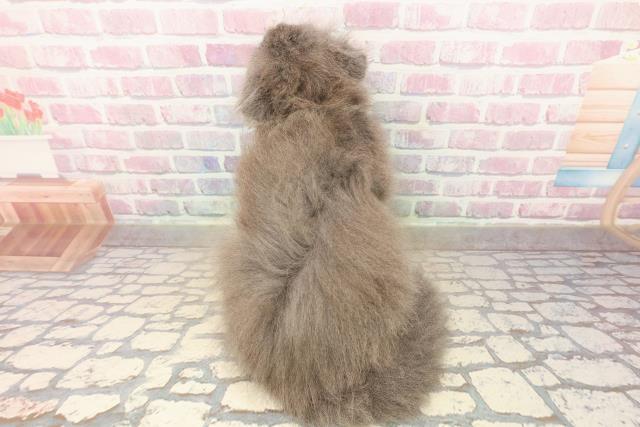 東京都のスコティッシュフォールド (Coo&RIKU武蔵小山店/2025年9月26日生まれ/男の子/ブルー)の子猫の4枚目の画像