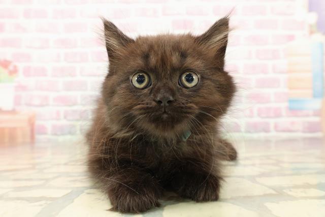 東京都のラガマフィン (Coo&RIKU阿佐ヶ谷店/2025年9月28日生まれ/男の子/ブラック)の子猫の1枚目の画像