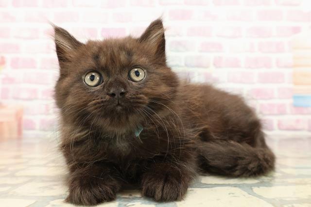 東京都のラガマフィン (Coo&RIKU阿佐ヶ谷店/2025年9月28日生まれ/男の子/ブラック)の子猫の2枚目の画像