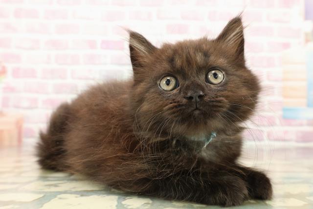 東京都のラガマフィン (Coo&RIKU阿佐ヶ谷店/2025年9月28日生まれ/男の子/ブラック)の子猫の3枚目の画像