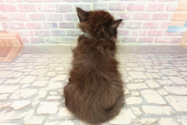 東京都のラガマフィン (Coo&RIKU阿佐ヶ谷店/2025年9月28日生まれ/男の子/ブラック)の子猫の4枚目の画像