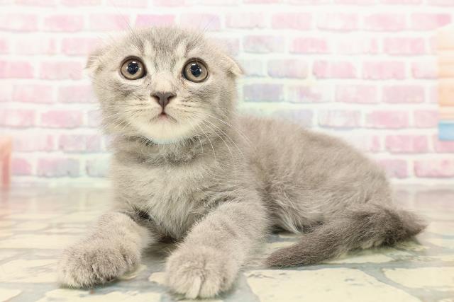 東京都のスコティッシュフォールド (Coo&RIKU大久保店/2025年9月25日生まれ/男の子/ブルータビー)の子猫の2枚目の画像