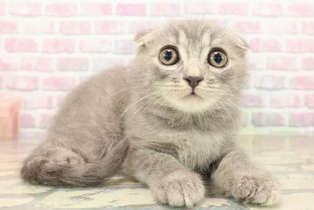 東京都のスコティッシュフォールド (Coo&RIKU大久保店/2025年9月25日生まれ/男の子/ブルータビー)の子猫の3枚目の画像