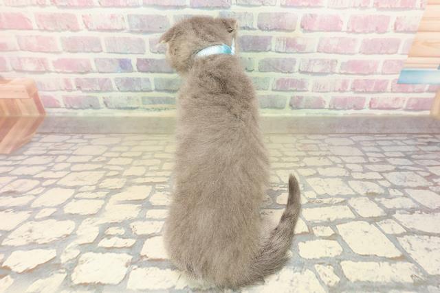 東京都のスコティッシュフォールド (Coo&RIKU大久保店/2025年9月25日生まれ/男の子/ブルータビー)の子猫の4枚目の画像