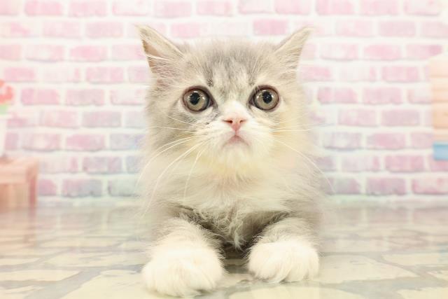 東京都のサイベリアン (Coo&RIKU吉祥寺店/2025年9月21日生まれ/女の子/ブルーパッチドタビーホワイト)の子猫の1枚目の画像