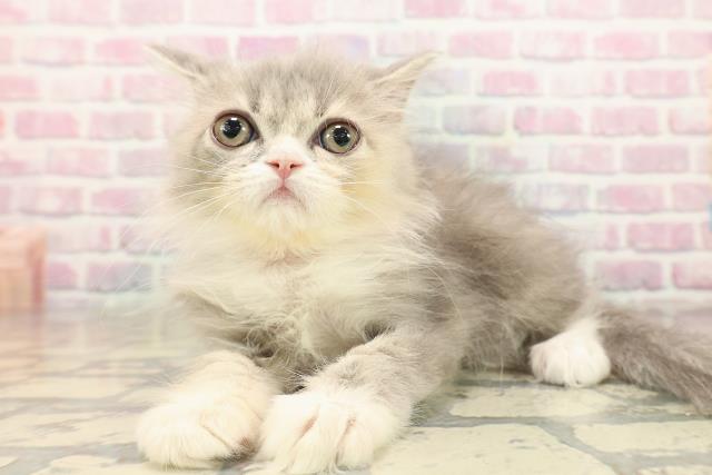 東京都のサイベリアン (Coo&RIKU吉祥寺店/2025年9月21日生まれ/女の子/ブルーパッチドタビーホワイト)の子猫の2枚目の画像