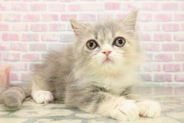 東京都のサイベリアン (Coo&RIKU吉祥寺店/2025年9月21日生まれ/女の子/ブルーパッチドタビーホワイト)の子猫の3枚目の画像