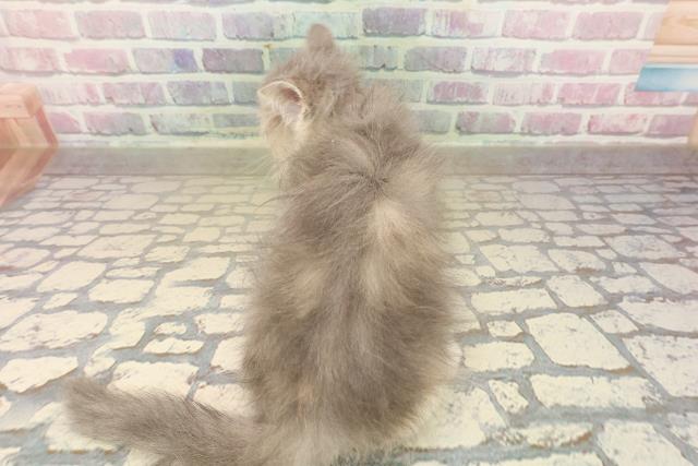 東京都のサイベリアン (Coo&RIKU吉祥寺店/2025年9月21日生まれ/女の子/ブルーパッチドタビーホワイト)の子猫の4枚目の画像