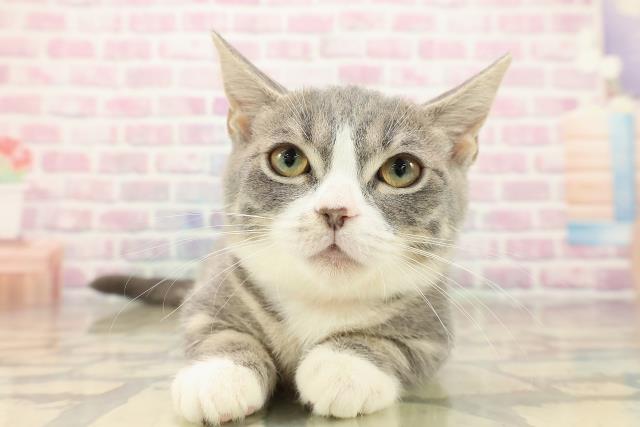 東京都のマンチカン (Coo&RIKU自由が丘店/2025年9月27日生まれ/女の子/ブルータビーホワイト)の子猫の1枚目の画像